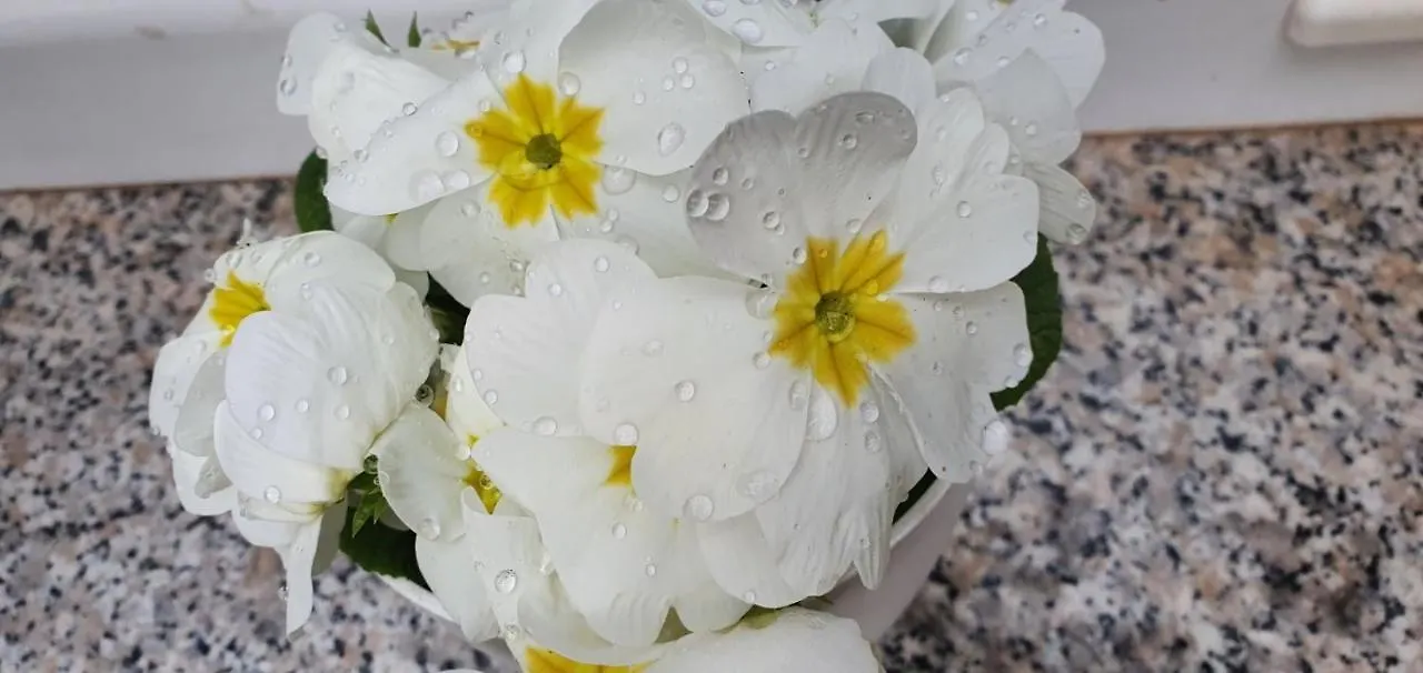 Daisy Apartment Pula Croatia